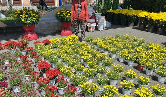 VIDEO: Hoa, kiểng Tết giá bình dân hút khách tại miền Tây