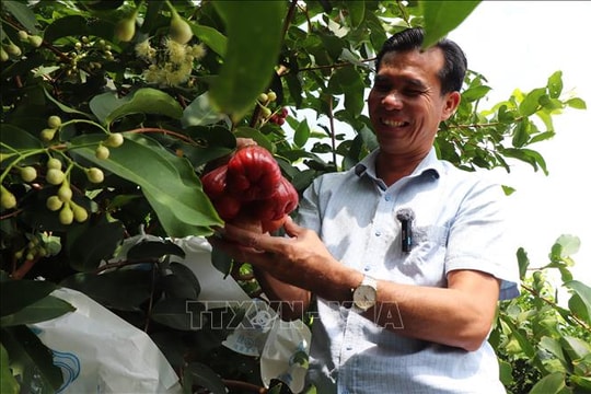 Mở hướng đi bền vững, nâng tầm giá trị nông sản Việt