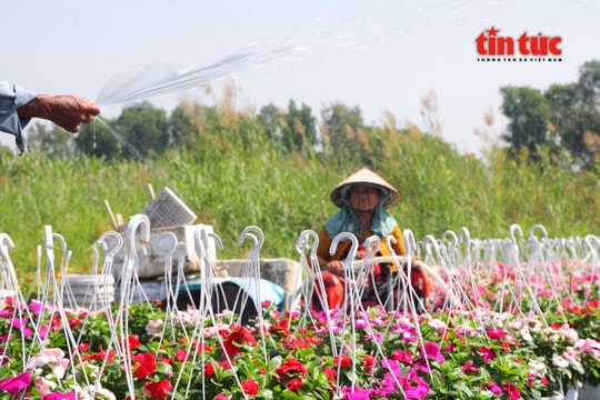 Cận Tết, nhà vườn Thới An thấp thỏm chờ hoa nở đúng vụ