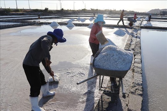Diêm dân Khánh Hòa được mùa, được giá muối đầu năm