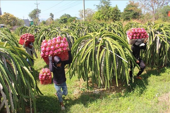 Giá thanh long nghịch vụ 'hạ nhiệt'