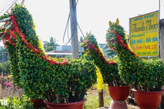 Nhà vườn miền Tây kể cách làm linh vật ngựa từ cây quất cảnh