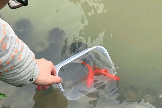 Người thành phố loay hoay tìm nơi thả cá chép ngày ông Táo