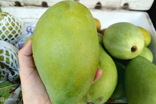 200.000 đồng một kg xoài cát Hòa Lộc chưng Tết