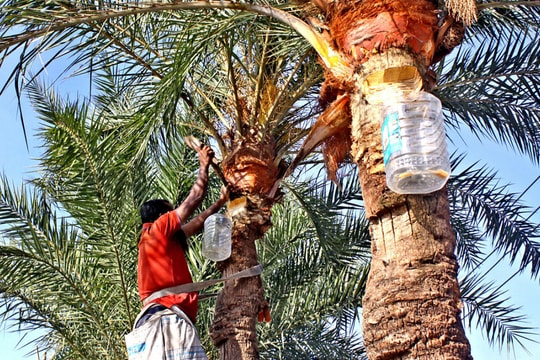 Virus Nipah - 'cocktail tử thần' trong mật cây chà là