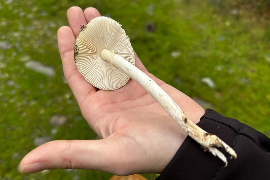 Loài 'nấm tử thần' gieo kinh hoàng ở California