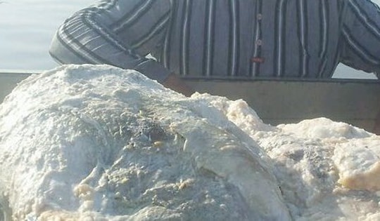 Đánh cá trên biển, 3 ngư dân vớt được thứ trị giá 67 tỷ đồng