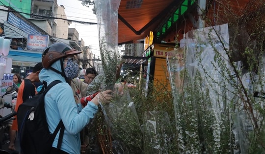 Thị trường hoa Tết tràn ngập tuyết mai, thanh liễu Trung Quốc, giá rẻ bất ngờ