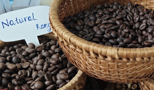 Giá cà phê hôm nay 10-2: Đồng loạt tăng trở lại