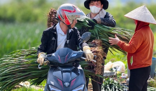 Hoa Lâm Đồng khoe sắc, rộn ràng