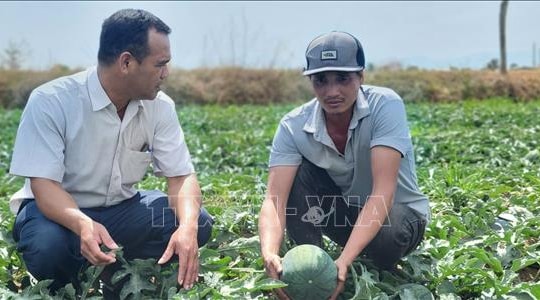 Rau, quả sẵn sàng cho thị trường Tết