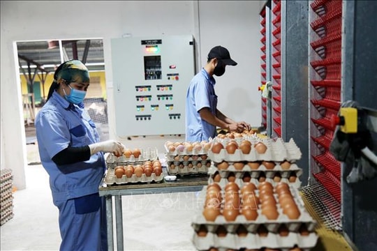 Mở rộng thị trường tiêu thụ cho chăn nuôi hữu cơ