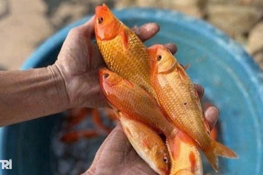 Nuôi cá chép đỏ, anh nông dân thu lãi hàng chục triệu đồng