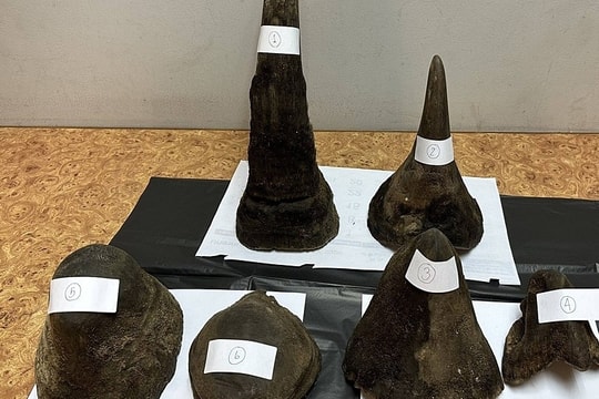 Khách Việt bị bắt ở sân bay Thái vì mang 12 kg sừng tê giác