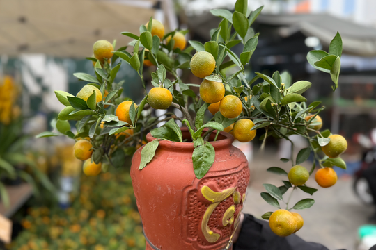 Quất, mai mini giá dưới 100.000 đồng hút khách