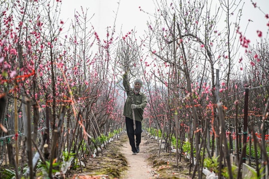 Vườn đào lớn nhất Thủ đô đìu hiu