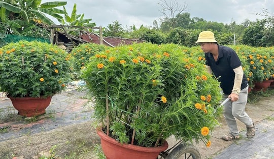Làng hoa lớn nhất Đà Nẵng “cháy hàng” giáp Tết Bính Ngọ