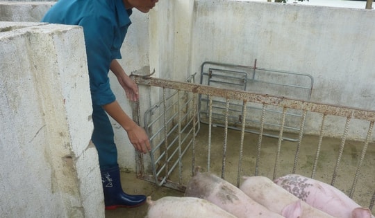 Giá heo hơi hôm nay, 11-2: Thịt heo ồ ạt về chợ, giá cả biến động bất ngờ