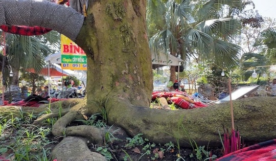 Chủ cây mai vàng “Nghinh Xuân Bính Ngọ” tiết lộ lý do rao bán 3,7 tỉ đồng