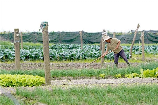 'Vựa rau' lớn của tỉnh Quảng Trị được mùa, mất giá