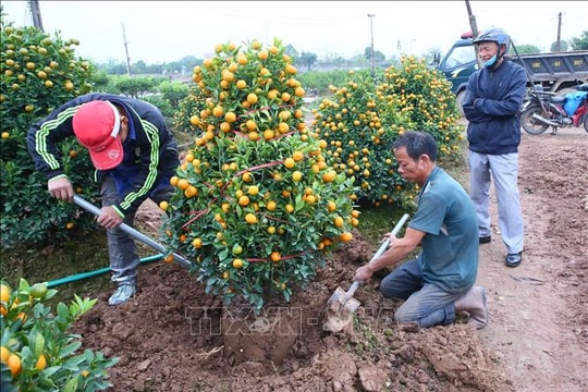 Thị trường hoa, cây cảnh Tết: Nơi trầm lắng, nơi cháy hàng