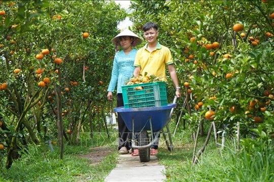 Quýt hồng Lai Vung vào mùa Tết, nhà vườn kỳ vọng giá cao