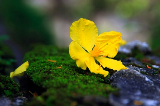 6 cây cảnh bày Tết hút vận may, thanh lọc sức khỏe