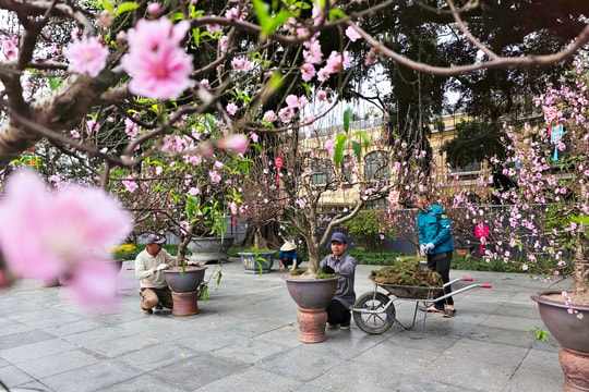 300 gốc đào cổ hội tụ ở vườn hoa Lý Thái Tổ