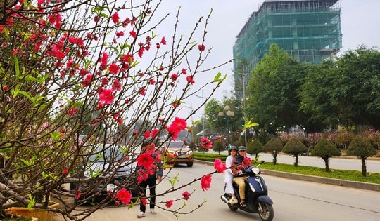Đào nở thắm phố phường, tiểu thương đành phải chặt bỏ cây không kịp vào Tết