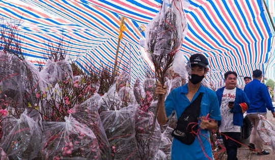 VIDEO: Hoa đào giá bình dân đổ bộ TPHCM dịp cận Tết