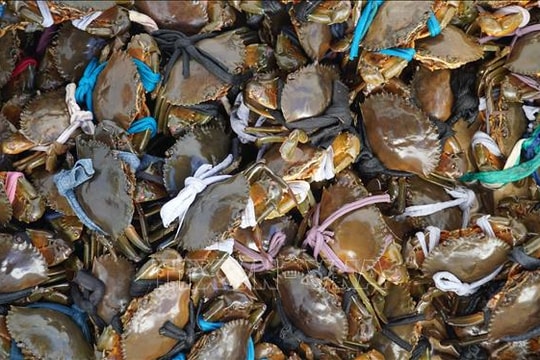 Cận Tết, giá nông, thủy sản biến động mạnh