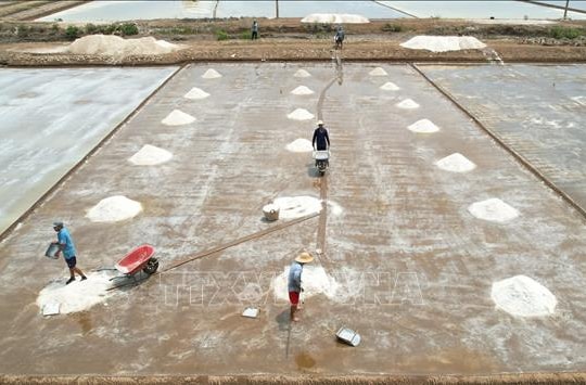 Thời tiết bất lợi, diêm dân lo vụ muối nguy cơ mất mùa