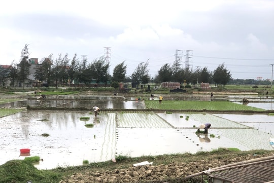 Tranh thủ những ngày hết mưa rét, nông dân Hưng Yên tập trung gieo cấy lúa Xuân