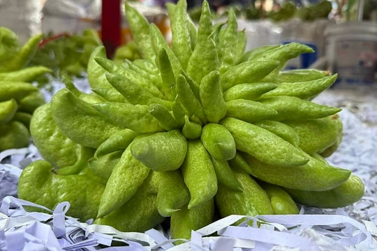 Gần triệu đồng một trái phật thủ vẫn 'cháy hàng'