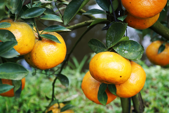 Bác sĩ gợi ý 10 bài thuốc giải rượu hiệu quả từ thảo dược