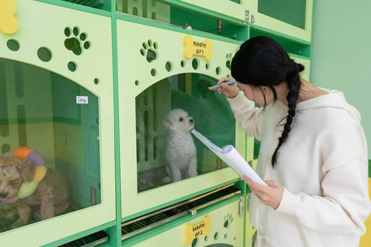 Cửa hàng chăm sóc, trông giữ thú cưng đắt khách dịp Tết