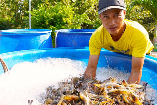 Tỉnh nào là thủ phủ tôm của cả nước?