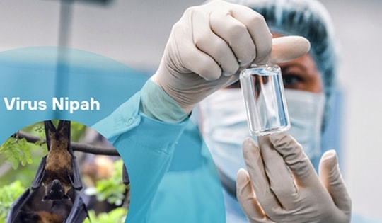 Bộ Y tế ban hành hướng dẫn chẩn đoán và điều trị bệnh do virus Nipah