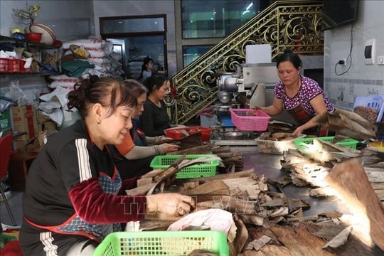 Mùa Tết, làng bánh gai Ninh Giang tăng gấp đôi sản lượng