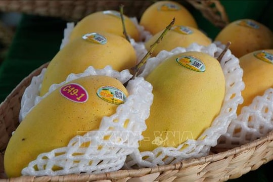 Giáp Tết, giá nhiều loại nông sản chủ lực tại Đồng Tháp tăng cao