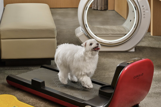 Người Hàn đưa chó đi spa, học nấu ăn dịp Tết