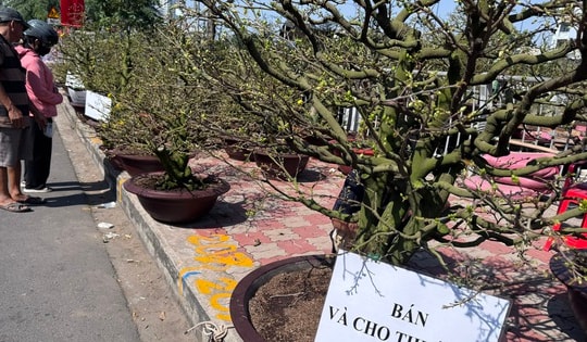 Tết này, cho thuê mai không còn “hốt bạc”