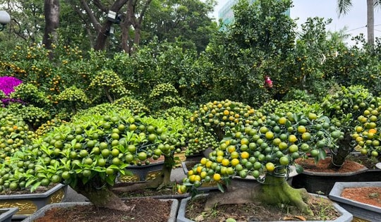 Nhiều hoa kiểng "độc lạ" tại các chợ hoa ở TPHCM