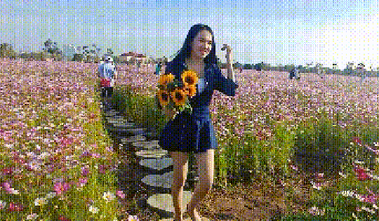 VIDEO: Cánh đồng hoa sao nhái tuyệt đẹp dịp Tết ở Cà Mau