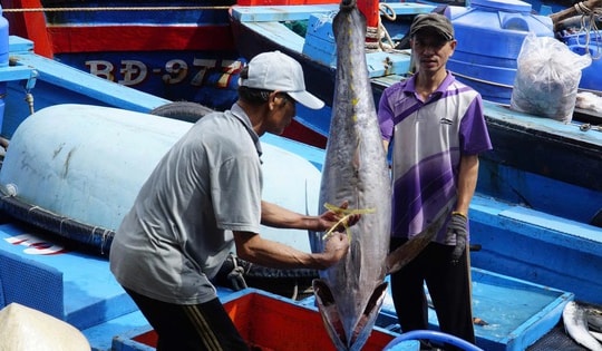 Trúng đậm cá ngừ đại dương, ngư dân Gia Lai vui Tết lớn