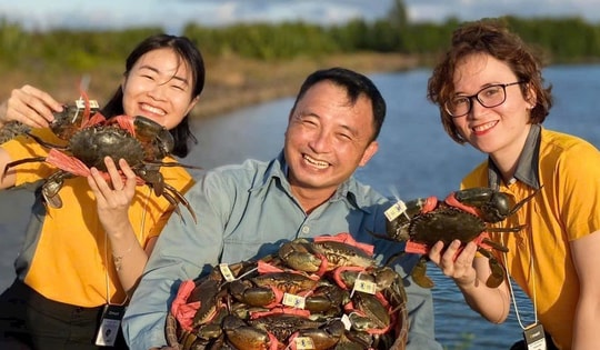 Cua gạch Cà Mau có giá 1,3 triệu đồng/kg