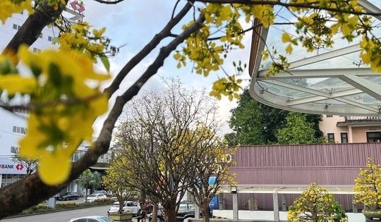 Rực rỡ phố mai vàng ở giao lộ sầm uất nhất nhì xứ Huế