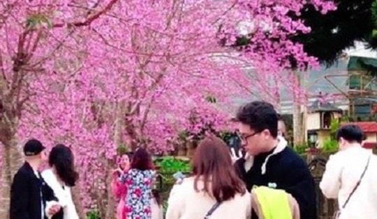 Nơi mùa xuân rực rỡ mai anh đào, hút khách check-in