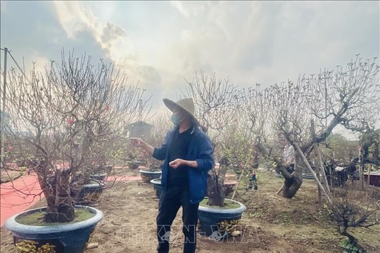 Giữ sắc đào cho mùa xuân Hà Nội