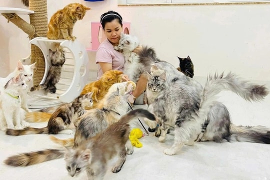 Dịch vụ chăm sóc thú cưng “cháy lịch” dịp Tết, chủ tiệm làm việc xuyên đêm